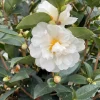 White Camellia Live Plant – Ornamental Flowering Shrub – 4 Inch Pot – 10-14 Inches Tall - Image 1