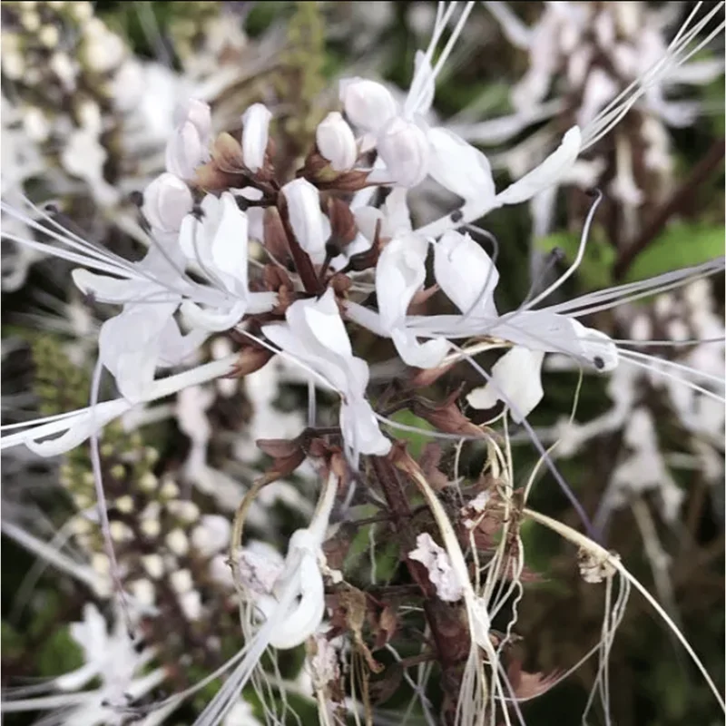 White Cat Whiskers Live Starter Plants Orthosiphon aristatus Perennial Shrub 4-6 Inch Tall Pack of 2 White Cat Whiskers Live Starter Plants Orthosiphon aristatus Perennial Shrub 4-6 Inch Tall Pack of 2 - Image 2