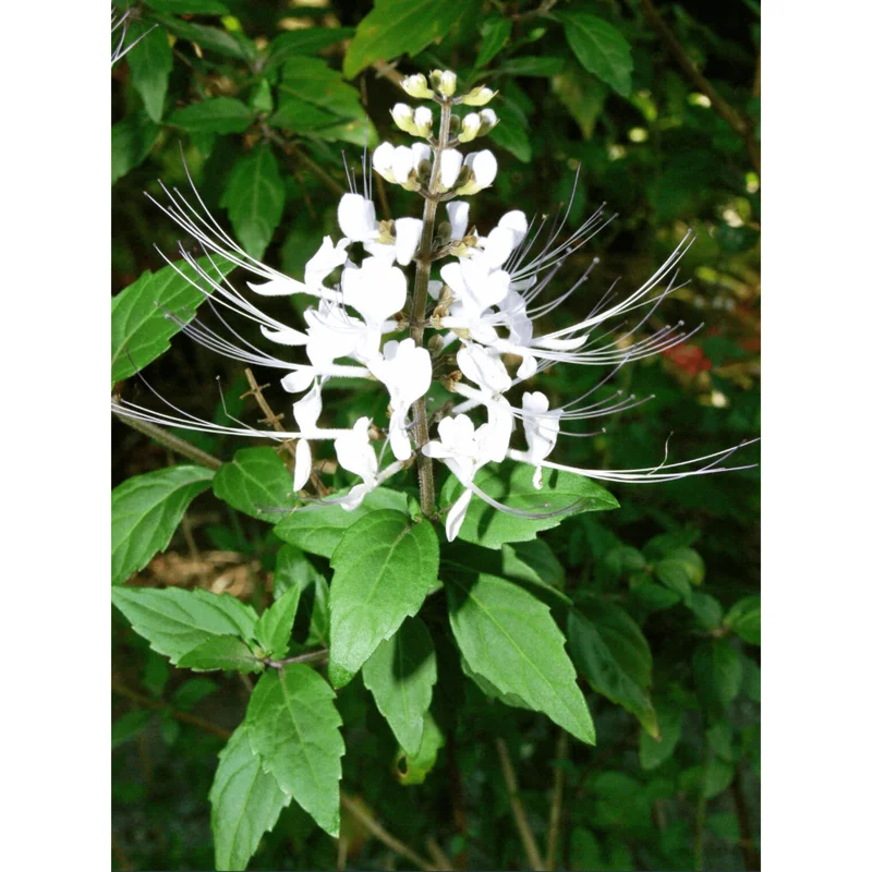 White Cat Whiskers Live Starter Plants Orthosiphon aristatus Perennial Shrub 4-6 Inch Tall Pack of 2 White Cat Whiskers Live Starter Plants Orthosiphon aristatus Perennial Shrub 4-6 Inch Tall Pack of 2 - Image 3