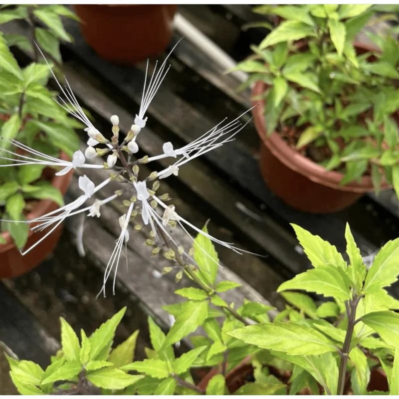 White Cat Whiskers Live Starter Plants Orthosiphon aristatus Perennial Shrub 4-6 Inch Tall Pack of 2 White Cat Whiskers Live Starter Plants Orthosiphon aristatus Perennial Shrub 4-6 Inch Tall Pack of 2 - Image 4