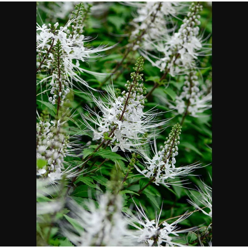 White Cat Whiskers Live Starter Plants Orthosiphon aristatus Perennial Shrub 4-6 Inch Tall Pack of 2 White Cat Whiskers Live Starter Plants Orthosiphon aristatus Perennial Shrub 4-6 Inch Tall Pack of 2 - Image 6