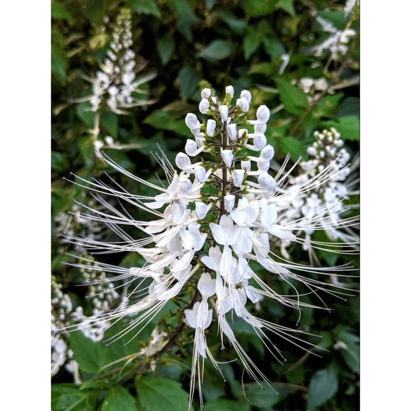 White Cat Whiskers Live Starter Plants Orthosiphon aristatus Perennial Shrub 4-6 Inch Tall Pack of 2 White Cat Whiskers Live Starter Plants Orthosiphon aristatus Perennial Shrub 4-6 Inch Tall Pack of 2 - Image 7