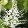 White Cat Whiskers Live Starter Plants Orthosiphon aristatus Perennial Shrub 4-6 Inch Tall Pack of 2 - Image 1