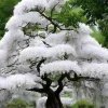 White Cherry Tree Live Plant – 1 Year Old, 6-12 Inch Starter Plant, Outdoor - Image 1