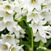 White Chimney Bellflower Seeds - Campanula Pyramidalis Alba - 200 Seeds - 4'-7' Tall Perennial - Image 1