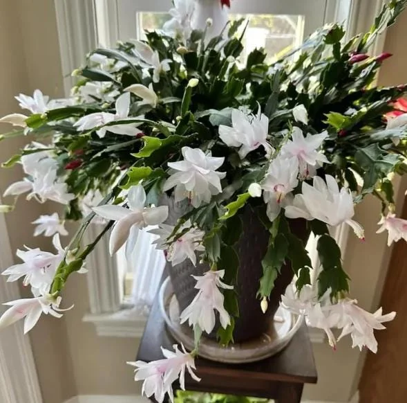White Christmas Cactus Live Plant – Schlumbergera Holiday Succulent – 4-6 Inch Tall – 3 Inch Pot – Indoor White Christmas Cactus Live Plant – Schlumbergera Holiday Succulent – 4-6 Inch Tall – 3 Inch Pot – Indoor - Image 3