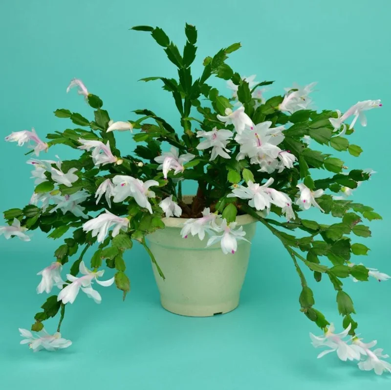 White Christmas Cactus Live Plant – Schlumbergera Holiday Succulent – 4-6 Inch Tall – 3 Inch Pot – Indoor White Christmas Cactus Live Plant – Schlumbergera Holiday Succulent – 4-6 Inch Tall – 3 Inch Pot – Indoor - Image 6