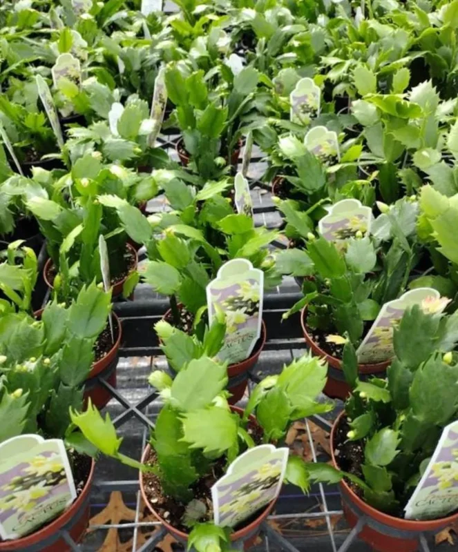 White Christmas Cactus Live Plant – Schlumbergera Holiday Succulent – 4-6 Inch Tall – 3 Inch Pot – Indoor White Christmas Cactus Live Plant – Schlumbergera Holiday Succulent – 4-6 Inch Tall – 3 Inch Pot – Indoor - Image 8