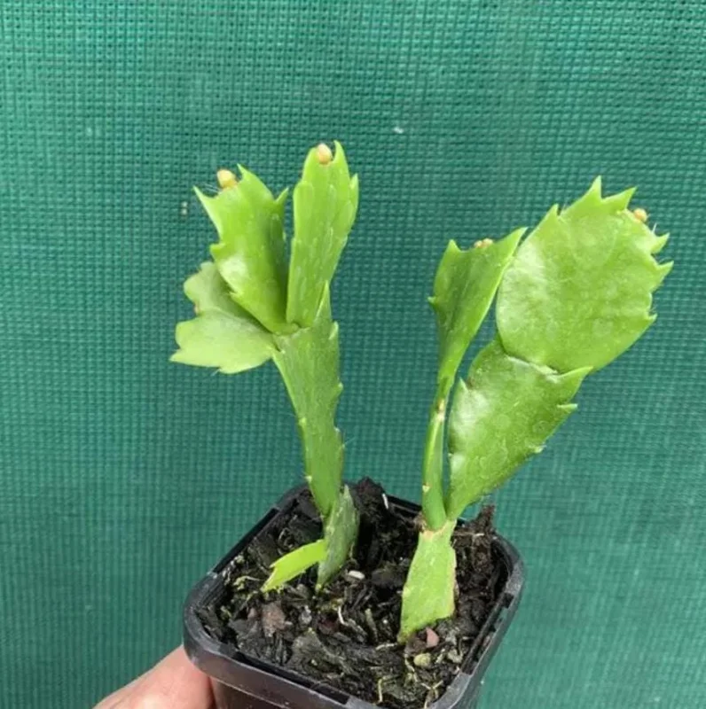 White Christmas Cactus Live Plant – Schlumbergera Holiday Succulent – 4-6 Inch Tall – 3 Inch Pot – Indoor White Christmas Cactus Live Plant – Schlumbergera Holiday Succulent – 4-6 Inch Tall – 3 Inch Pot – Indoor - Image 9