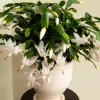 White Christmas Cactus Live Plant – Schlumbergera Holiday Succulent – 4-6 Inch Tall – 3 Inch Pot – Indoor - Image 1