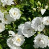 White Climbing Rose Live Plant – 5-8” Tall Starter – Floribunda Bush – Outdoor White Climbing Rose Live Plant – 5-8” Tall Starter – Floribunda Bush – Outdoor - Image 1