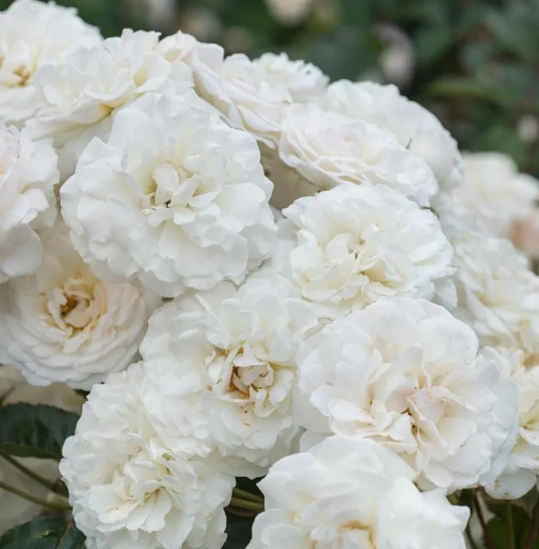 White Climbing Rose Live Plant – 5-9" Tall Starter – Fragrant Outdoor Garden Rose - Image 2