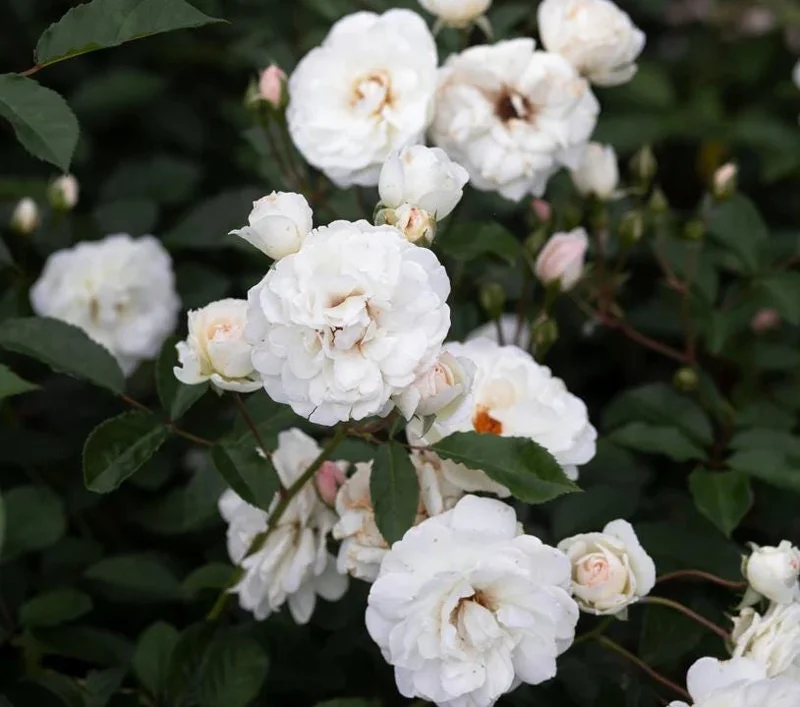 White Climbing Rose Live Plant – 5-9" Tall Starter – Fragrant Outdoor Garden Rose White Climbing Rose Live Plant – 5-9" Tall Starter – Fragrant Outdoor Garden Rose - Image 3