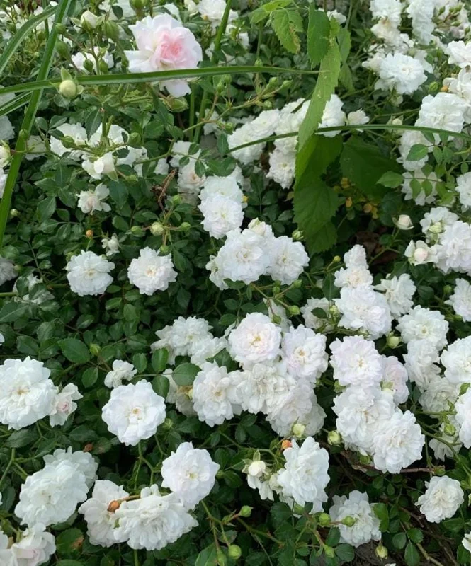 White Climbing Rose Live Plant – 5-9" Tall Starter – Fragrant Outdoor Garden Rose White Climbing Rose Live Plant – 5-9" Tall Starter – Fragrant Outdoor Garden Rose - Image 4