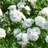 White Climbing Rose Live Plant – 5-9" Tall Starter – Fragrant Outdoor Garden Rose White Climbing Rose Live Plant – 5-9" Tall Starter – Fragrant Outdoor Garden Rose - Image 1