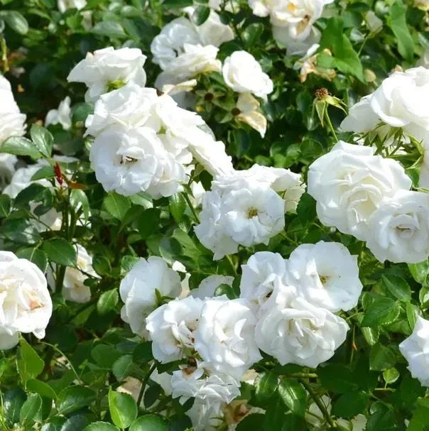 White Climbing Rose Live Plant – 5-9" Tall Starter – Fragrant Outdoor Garden Rose - Image 1