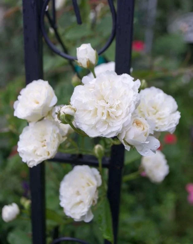 White Climbing Rose Live Plant – 5-9" Tall Starter – Fragrant Outdoor Garden Rose White Climbing Rose Live Plant – 5-9" Tall Starter – Fragrant Outdoor Garden Rose - Image 5