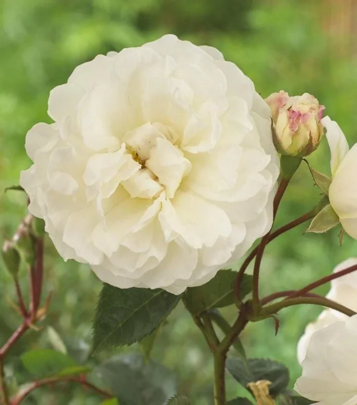 White Climbing Rose Live Plant – 5-9" Tall Starter – Fragrant Outdoor Garden Rose White Climbing Rose Live Plant – 5-9" Tall Starter – Fragrant Outdoor Garden Rose - Image 6