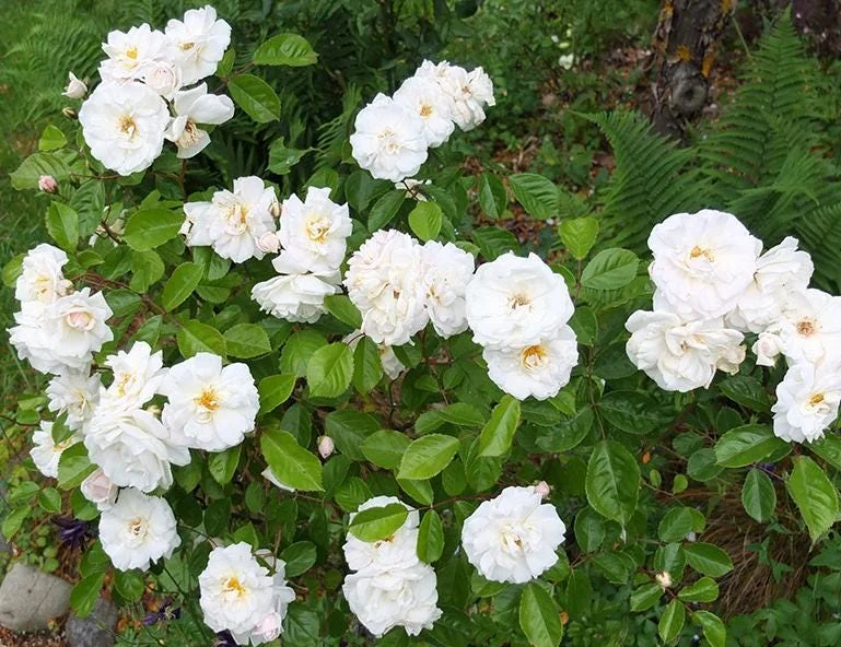 White Climbing Rose Live Plant – 5-9" Tall Starter – Fragrant Outdoor Garden Rose White Climbing Rose Live Plant – 5-9" Tall Starter – Fragrant Outdoor Garden Rose - Image 7