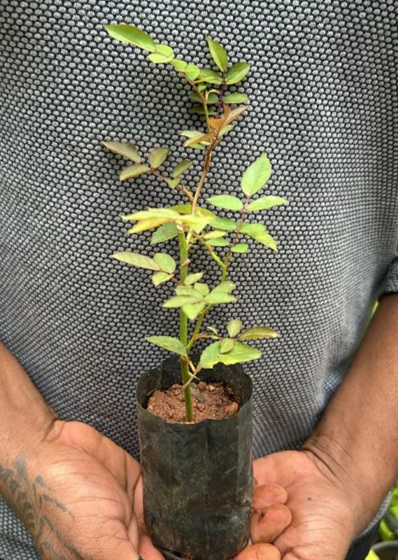 White Climbing Rose Live Plant – 5-9" Tall Starter – Fragrant Outdoor Garden Rose White Climbing Rose Live Plant – 5-9" Tall Starter – Fragrant Outdoor Garden Rose - Image 8