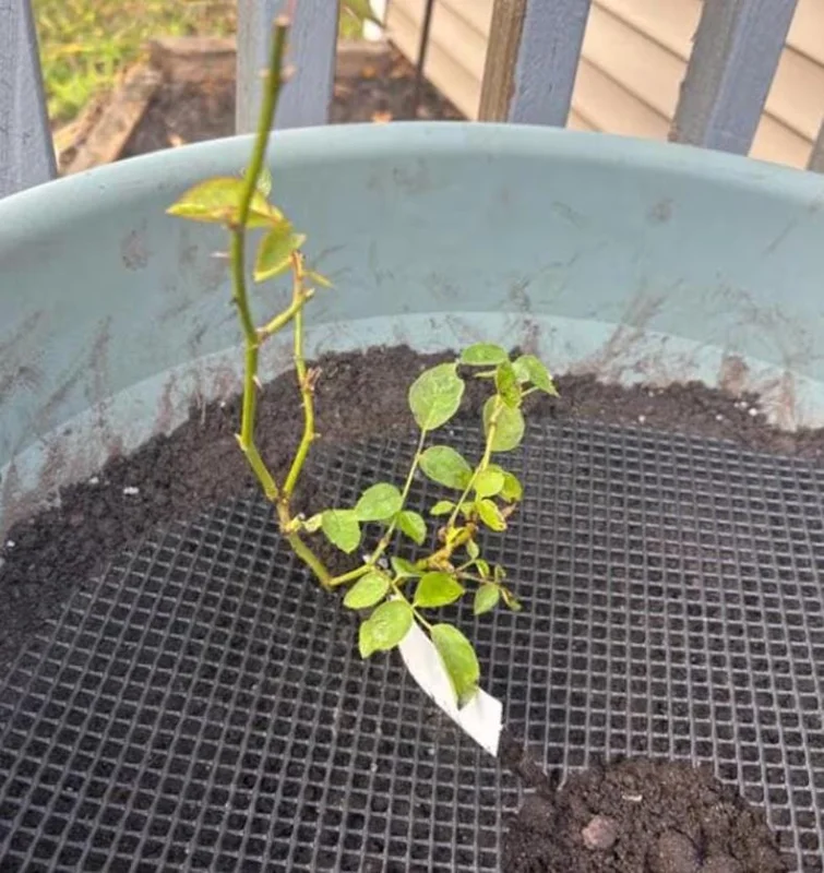 White Climbing Rose Live Plant – 5-9" Tall Starter – Fragrant Outdoor Garden Rose White Climbing Rose Live Plant – 5-9" Tall Starter – Fragrant Outdoor Garden Rose - Image 9