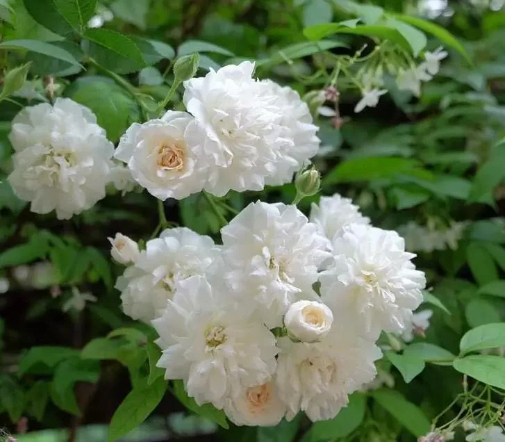 White Climbing Rose Live Plant - Prosperity Rose, 4-7 Inch Tall, Outdoor White Climbing Rose Live Plant - Prosperity Rose, 4-7 Inch Tall, Outdoor - Image 2