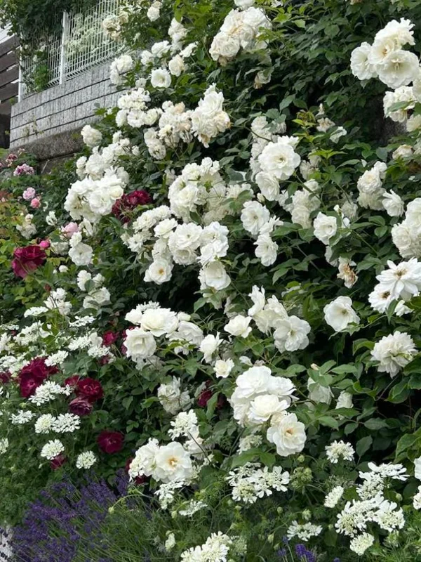 White Climbing Rose Live Plant - Prosperity Rose, 4-7 Inch Tall, Outdoor White Climbing Rose Live Plant - Prosperity Rose, 4-7 Inch Tall, Outdoor - Image 3