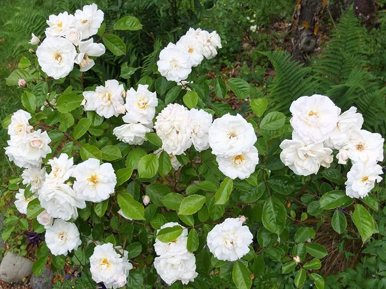 White Climbing Rose Live Plant - Prosperity Rose, 4-7 Inch Tall, Outdoor White Climbing Rose Live Plant - Prosperity Rose, 4-7 Inch Tall, Outdoor - Image 4