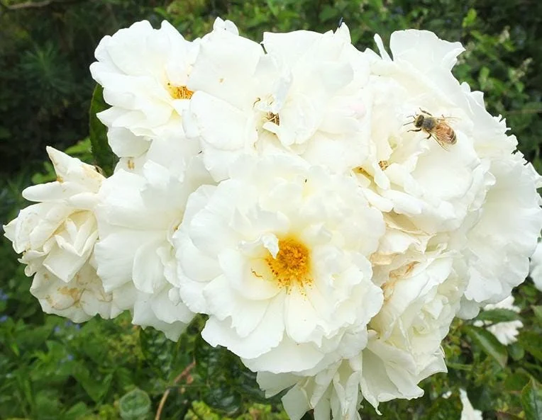 White Climbing Rose Live Plant - Prosperity Rose, 4-7 Inch Tall, Outdoor White Climbing Rose Live Plant - Prosperity Rose, 4-7 Inch Tall, Outdoor - Image 5