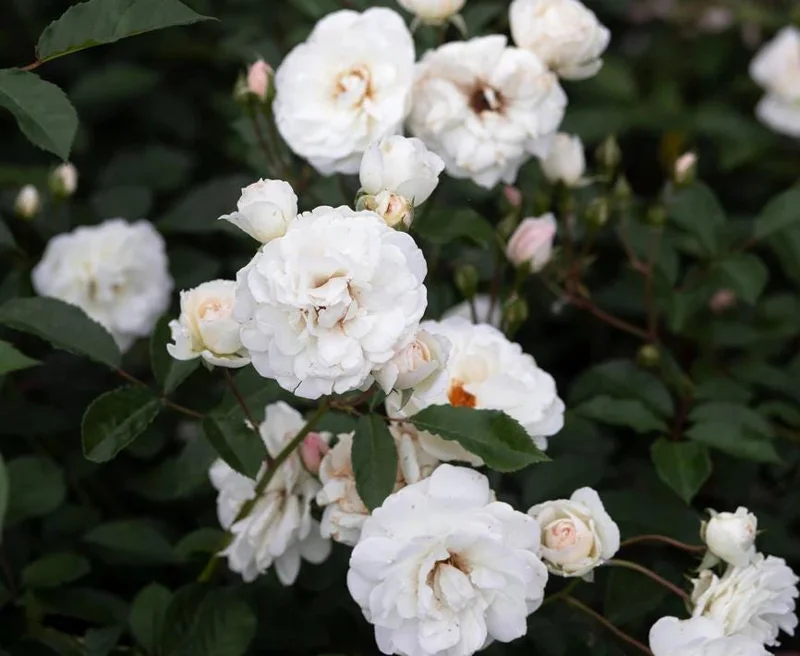White Climbing Rose Live Plant - Prosperity Rose, 4-7 Inch Tall, Outdoor White Climbing Rose Live Plant - Prosperity Rose, 4-7 Inch Tall, Outdoor - Image 6