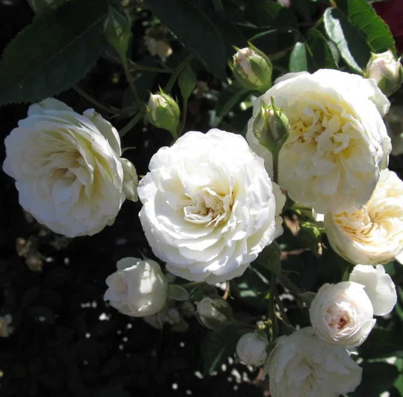 White Climbing Rose Live Plant - Prosperity Rose, 4-7 Inch Tall, Outdoor White Climbing Rose Live Plant - Prosperity Rose, 4-7 Inch Tall, Outdoor - Image 7