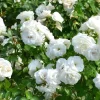 White Climbing Rose Live Plant - Prosperity Rose, 4-7 Inch Tall, Outdoor - Image 1