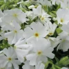 White Creeping Phlox Subulata Live Plant - Groundcover Starter - 4-6 Inch Tall White Creeping Phlox Subulata Live Plant - Groundcover Starter - 4-6 Inch Tall - Image 1