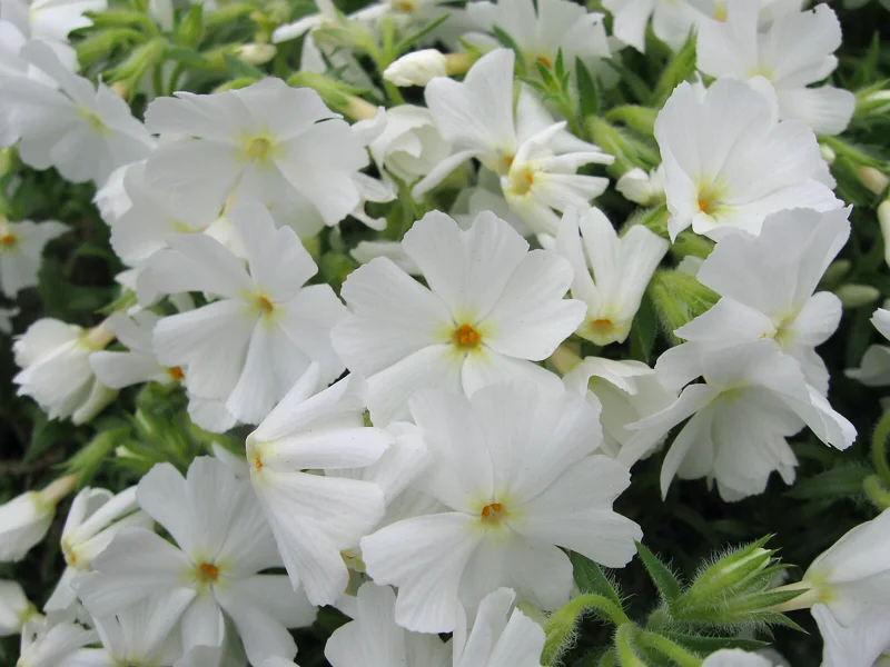 White Creeping Phlox Subulata Live Plant - Groundcover Starter - 4-6 Inch Tall White Creeping Phlox Subulata Live Plant - Groundcover Starter - 4-6 Inch Tall - Image 1