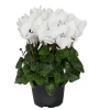 White Cyclamen Live Plant - Persian Violet Flowers 4" Pot White Cyclamen Live Plant - Persian Violet Flowers 4" Pot - Image 1