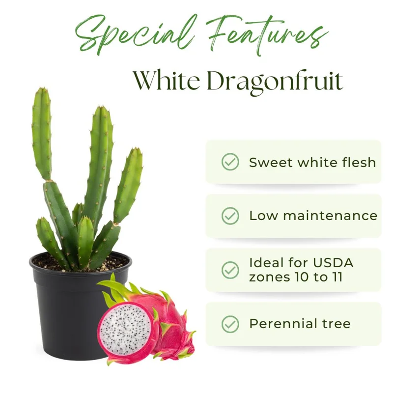 White Dragon Fruit Live Plant - 4-7 Inches Tall, Edible Tropical Fruit, Indoor/Outdoor White Dragon Fruit Live Plant - 4-7 Inches Tall, Edible Tropical Fruit, Indoor/Outdoor - Image 2