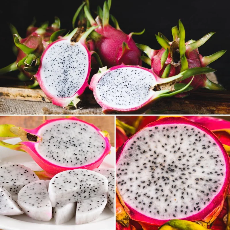 White Dragon Fruit Live Plant - 4-7 Inches Tall, Edible Tropical Fruit, Indoor/Outdoor White Dragon Fruit Live Plant - 4-7 Inches Tall, Edible Tropical Fruit, Indoor/Outdoor - Image 3
