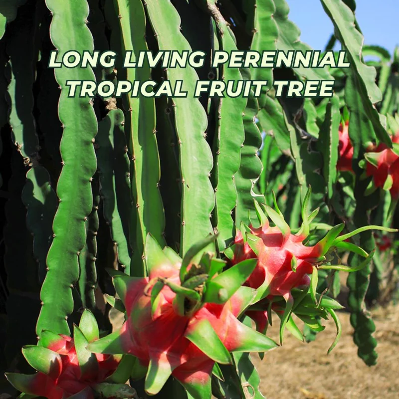 White Dragon Fruit Live Plant - 4-7 Inches Tall, Edible Tropical Fruit, Indoor/Outdoor White Dragon Fruit Live Plant - 4-7 Inches Tall, Edible Tropical Fruit, Indoor/Outdoor - Image 4