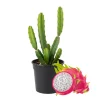White Dragon Fruit Live Plant - 4-7 Inches Tall, Edible Tropical Fruit, Indoor/Outdoor - Image 1