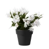 White Easter Cactus Live Plant 4-6 Inch, Spring Blooming Houseplant, Easy Care Indoor Plant White Easter Cactus Live Plant 4-6 Inch, Spring Blooming Houseplant, Easy Care Indoor Plant - Image 1