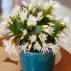 White Easter Cactus Live Plant – Spring Blooming Succulent – 4-6 Inch Tall – Indoor/Outdoor - Image 1