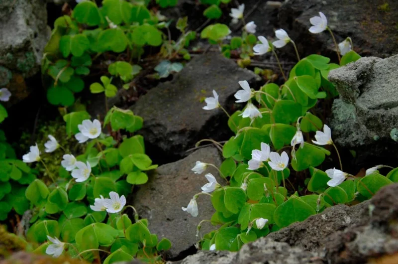 White Flower Oxalis Live Plant – Ornamental Flowering in 4 Inch Pot White Flower Oxalis Live Plant – Ornamental Flowering in 4 Inch Pot - Image 2