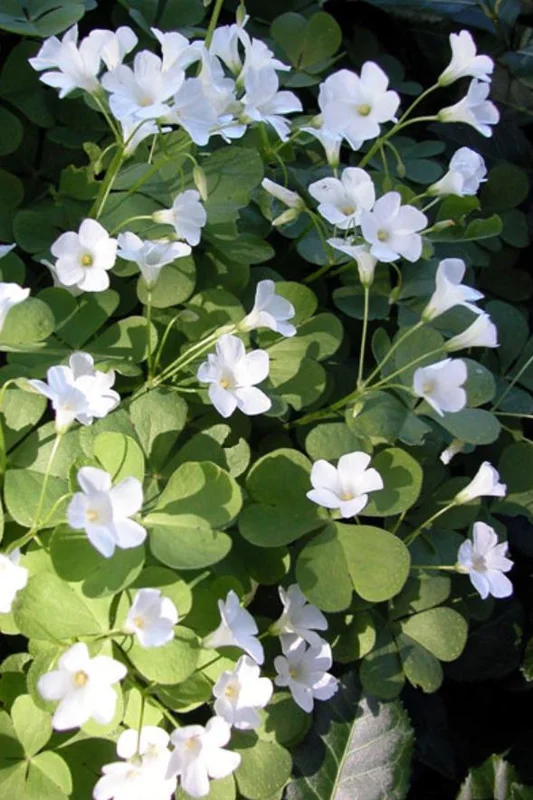 White Flower Oxalis Live Plant – Ornamental Flowering in 4 Inch Pot White Flower Oxalis Live Plant – Ornamental Flowering in 4 Inch Pot - Image 3