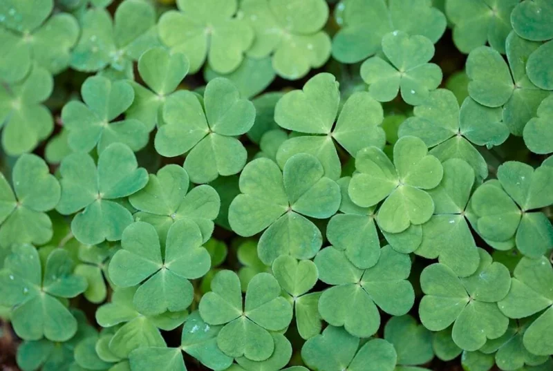 White Flower Oxalis Live Plant – Ornamental Flowering in 4 Inch Pot White Flower Oxalis Live Plant – Ornamental Flowering in 4 Inch Pot - Image 4