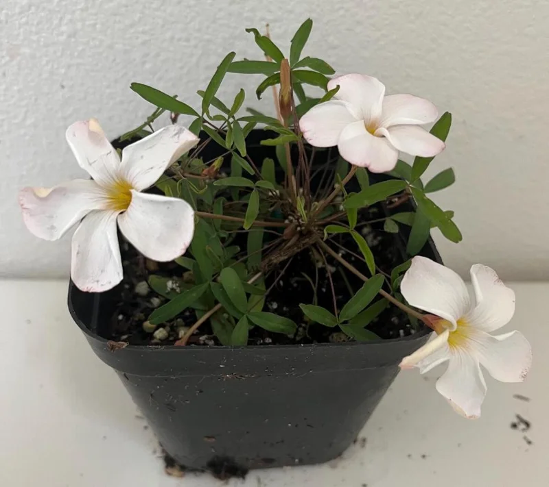 White Flower Oxalis Live Plant – Ornamental Flowering in 4 Inch Pot White Flower Oxalis Live Plant – Ornamental Flowering in 4 Inch Pot - Image 5