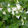 White Flower Oxalis Live Plant – Ornamental Flowering in 4 Inch Pot - Image 1