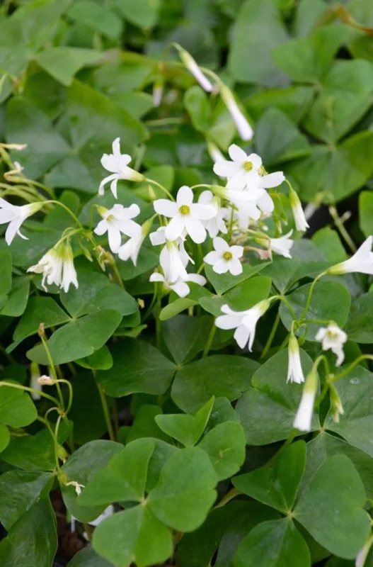 White Flower Oxalis Live Plant – Ornamental Flowering in 4 Inch Pot White Flower Oxalis Live Plant – Ornamental Flowering in 4 Inch Pot - Image 1