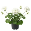 White Geranium Live Plant in 4 Inch Pot - Classic Garden Flower - Image 1