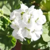 White Geranium Live Plant – Perennial Flowers, 4-6 Inc Tall, Indoor/Outdoor White Geranium Live Plant – Perennial Flowers, 4-6 Inc Tall, Indoor/Outdoor - Image 1