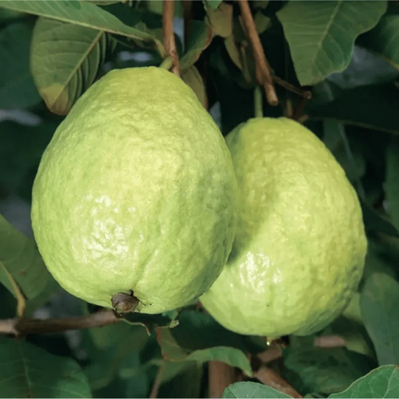 White Guava Tree Live Plant - Psidium Guajava, Sweet Fruit, 4-inch Pot - Image 1